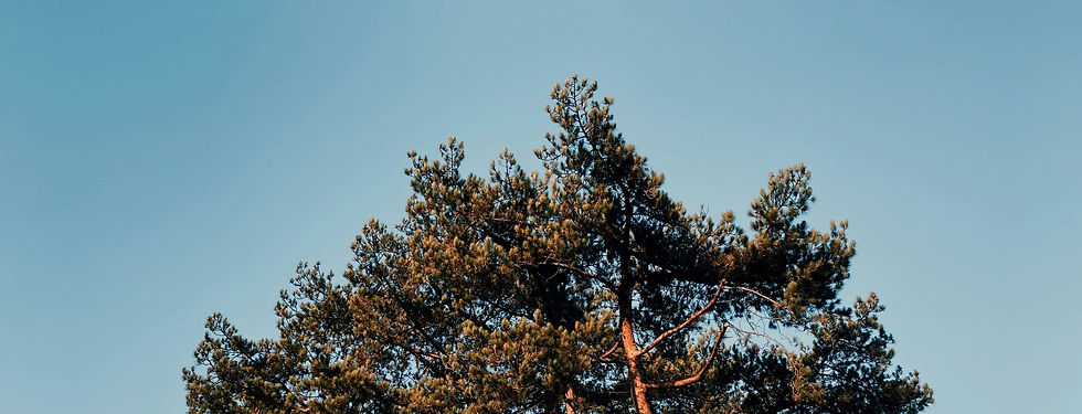 Treetop-small.jpg