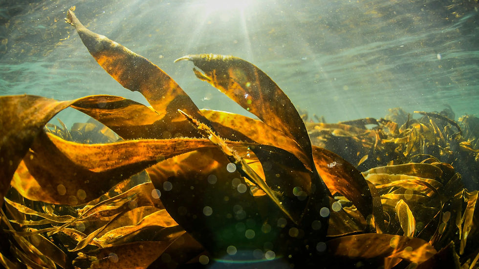Kelp forest, Aca Ocean, Ocean Green project.
