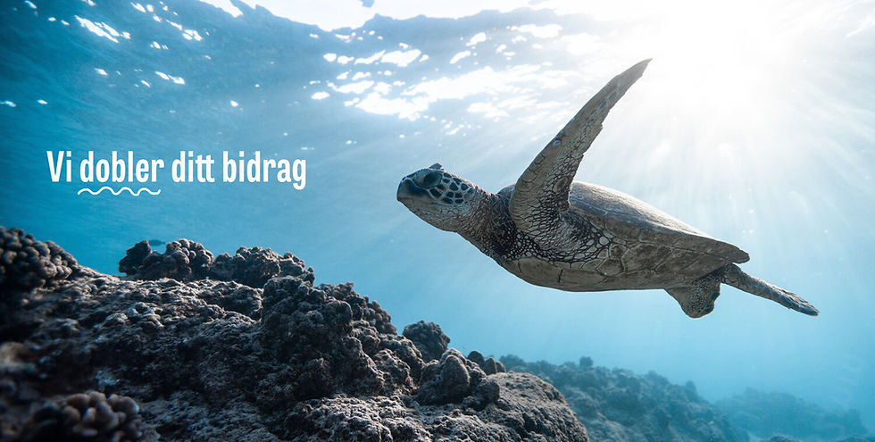 Agva Kraft, fundraising for TV-aksjonen WWF. A turtle under water