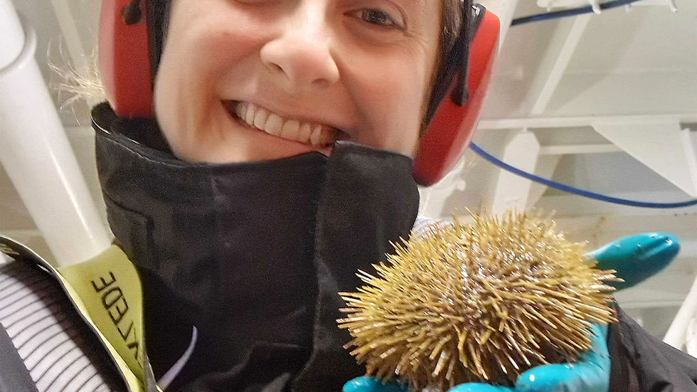 Ava Ocean, Clearing urchins, restoring the sea bed.