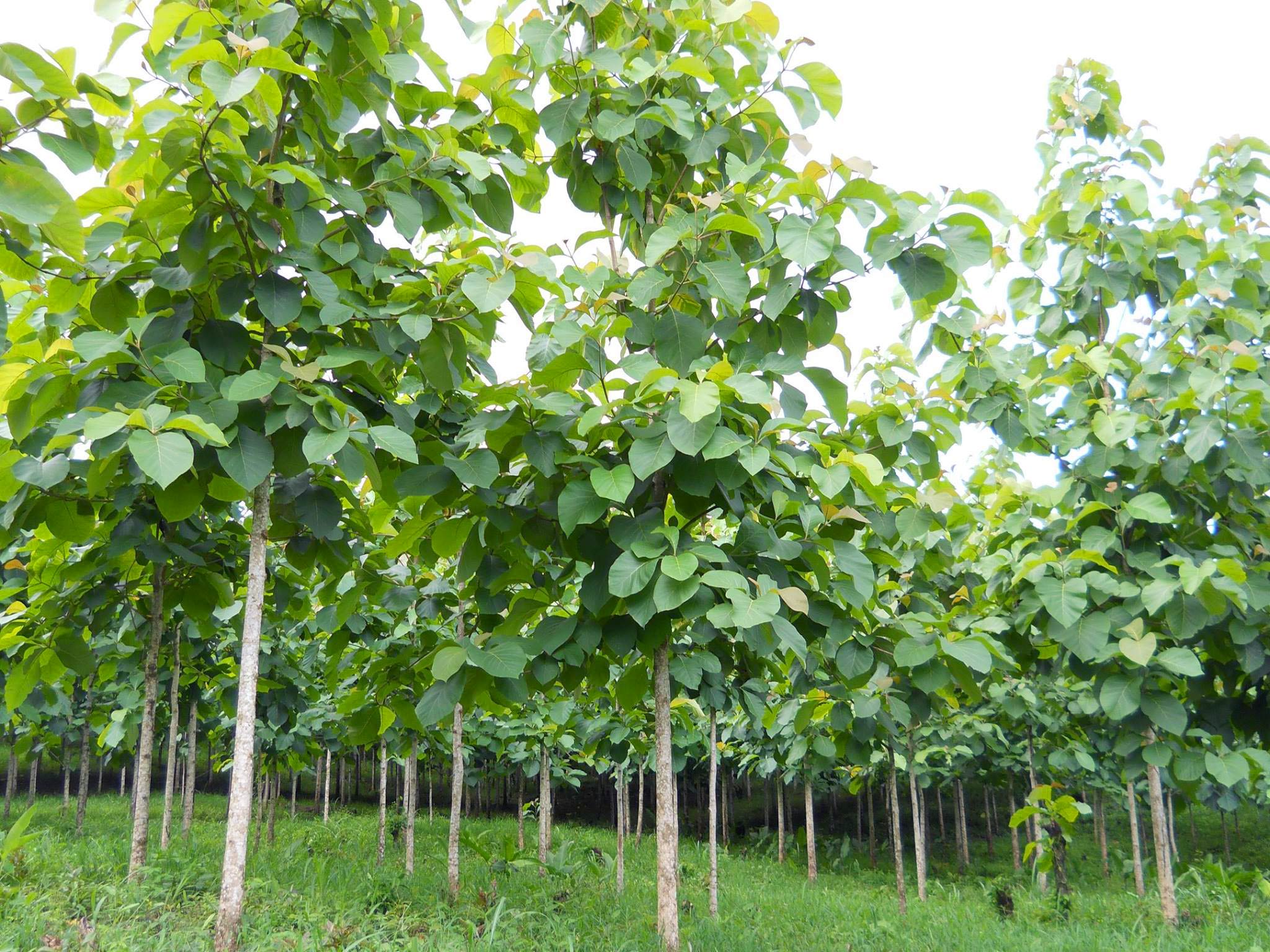 Progetto Nicaforest in Nicaragua