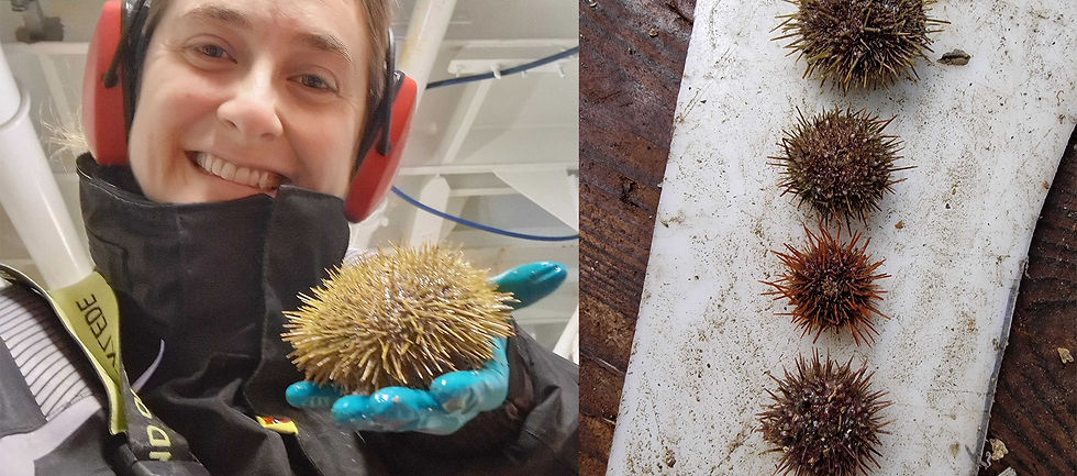 Across Nature takes part in Ava Ocean’s newest project to tackle urchin barrens and restore kelp forests in Northern Norway