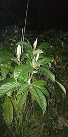 IMG_20221025_193914.jpg