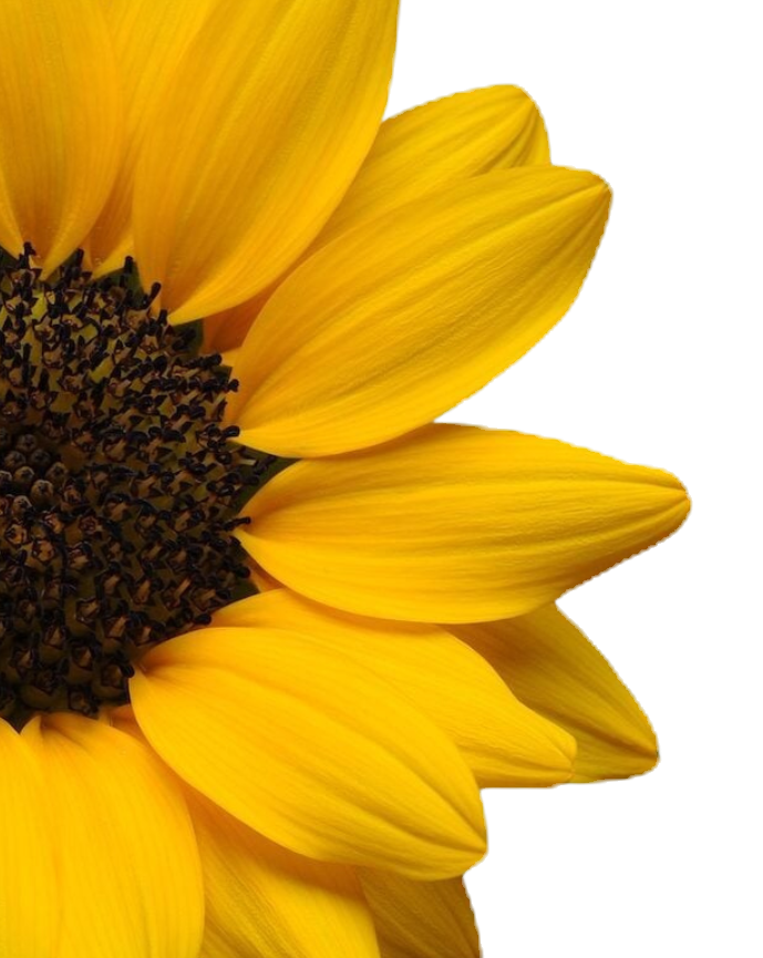 Untitled design-5_edited.png