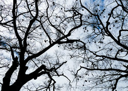 P1050511_arvores_com_bolas_15x21_800p