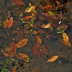 Arquivo_000_folha_lago.jpeg-1024p