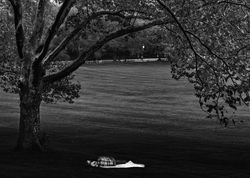 a480_img_0490_central%20park%20deitado%20arvore_800p