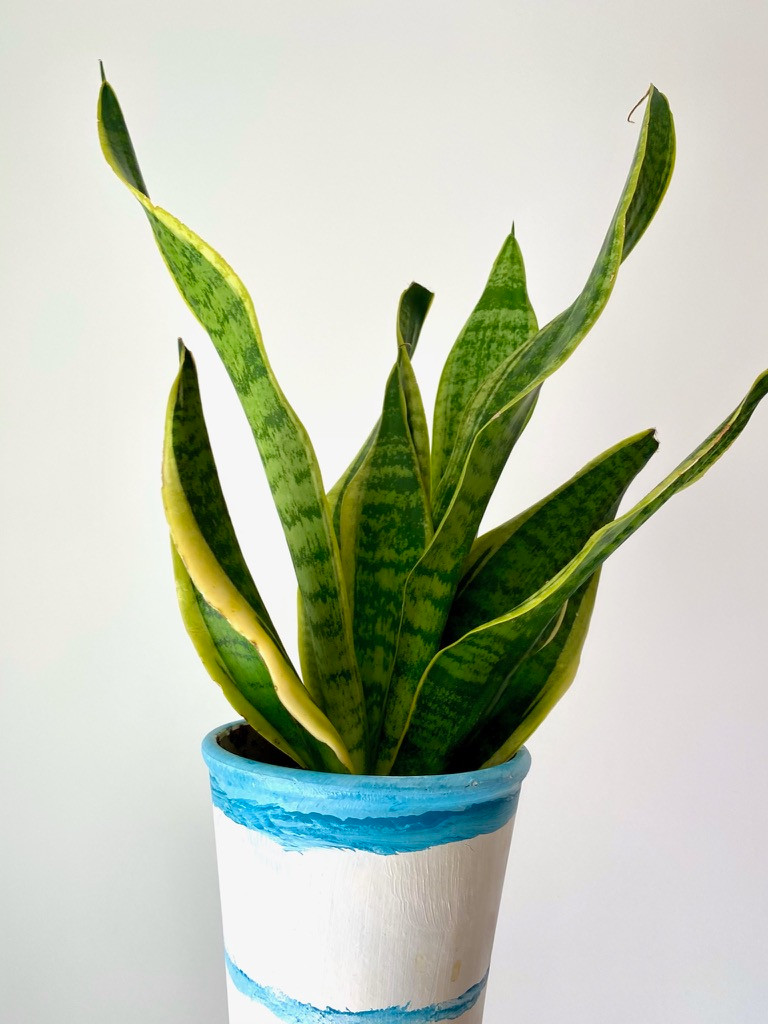 Snake Plant Houseplant