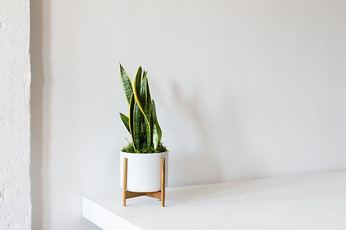 Léon & George Snake Plant