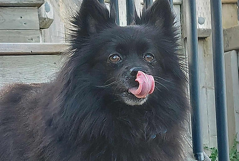 small black dog (Thomas) standing on deck