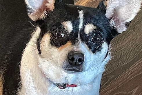 A small white/black/brown chihuahua dog (Hallie)