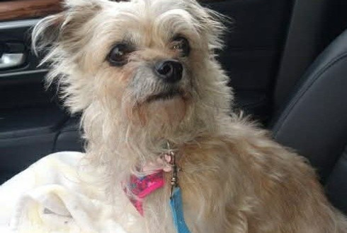 Small shaggy beige dog (Poppy) sitting in passenger seat of car