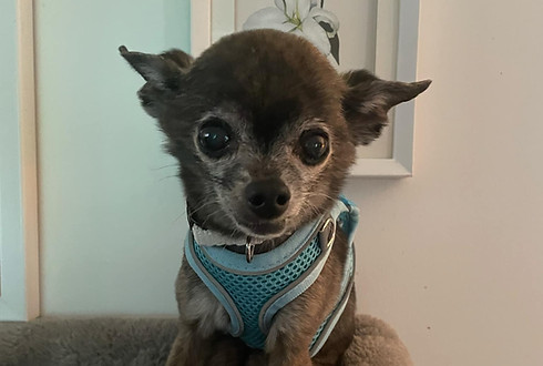 Small elderly grey chihuahua (Mickey) wearing blue harness