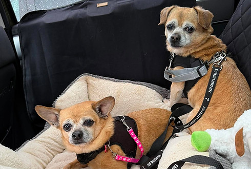 Two small elderly chihuahuas (Diego & Jack) laying in bed