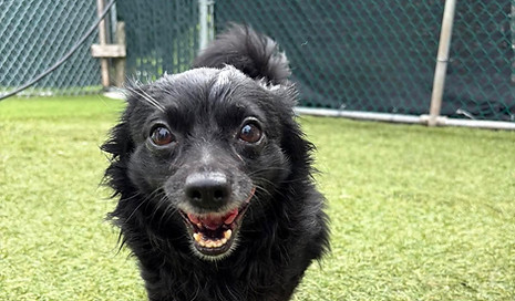 a small fluffy black chihuahua (Snake) happily looking up at camera