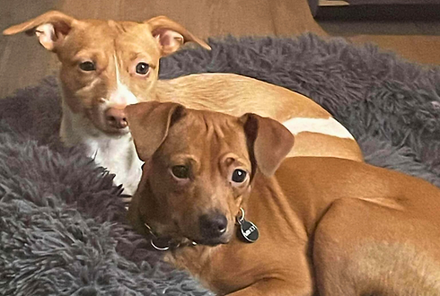 Two small dogs laying on dog bed, one fully brown (Mikey), one brown & white (Lisa Lou)