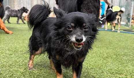 a small fluffy black chihuahua with brown legs (King), seemingly happy trotting towards camera