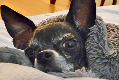 small back chihuahua (Bean) laying under blanket