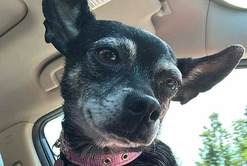 Small black with grey chihuahua (Angel) sitting and looking at camera