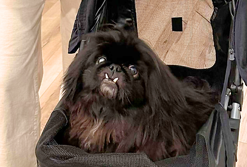 Small black dog (Reggie) sitting in stroller