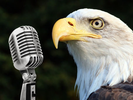 Eagle Wisdom