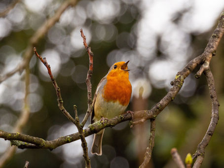 A Voice Is Born: Singing In Nature