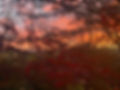 Sunset 1.jpg