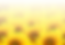 Sunflower - Label Picture.png