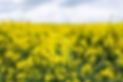 rapeseed-fields-during-spring.jpg