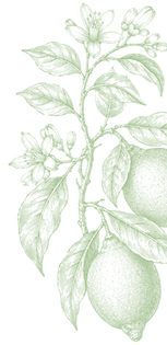 piante-manicaretto-2.png