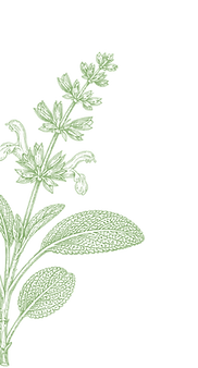 piante-manicaretto-4.png