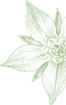 piante-manicaretto-3.png