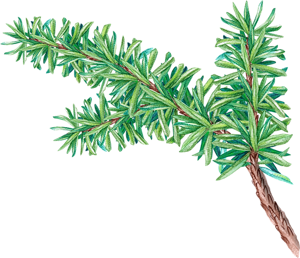 PIne Tree Branch_edited.png