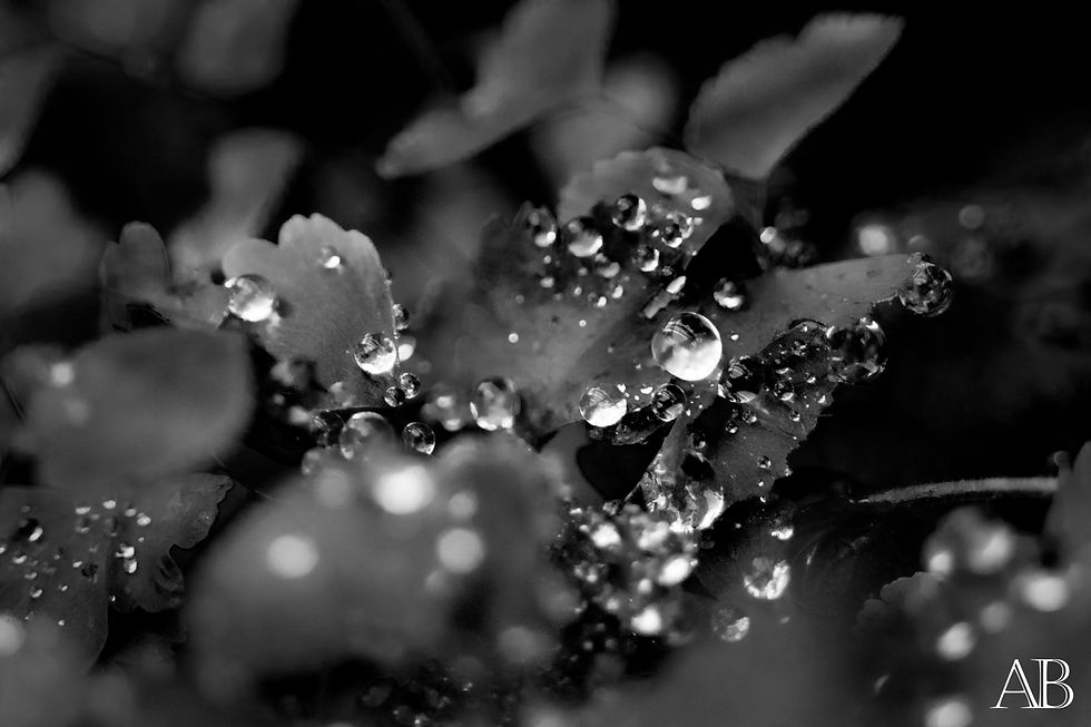 Feuille eau