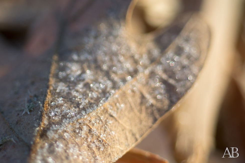 Feuille d'hivers
