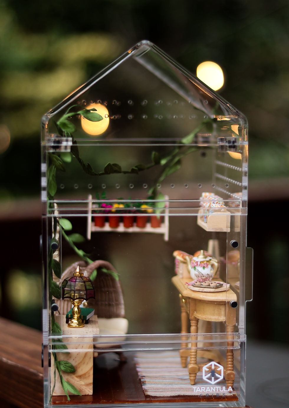 cottage jumping spider enclosure
