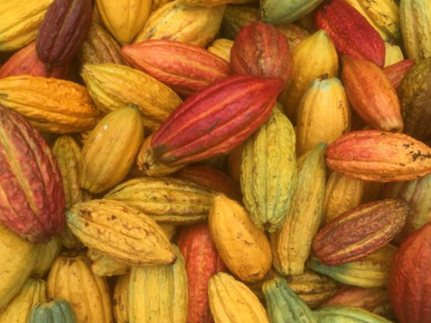 Cacao Farm Tour