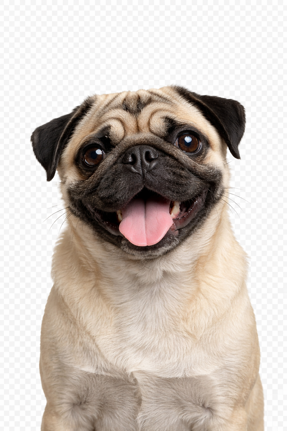 cute dog