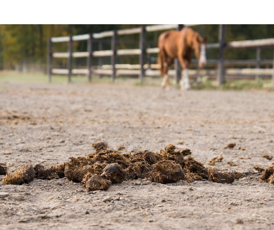 Groom Compost Training