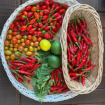 Basket of chilles and tomatoes