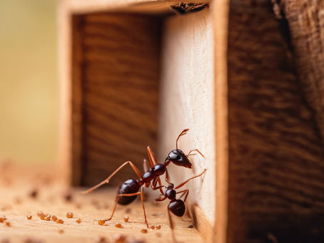 Does your Pest Control Professional Change Bait?
