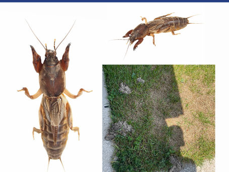 Battling Mole Crickets: A Proactive Guide to Protecting Your Lawn