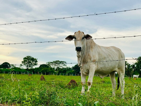Na atual oscilação do mercado de produção rural: investir ou não na criação de bovinos?