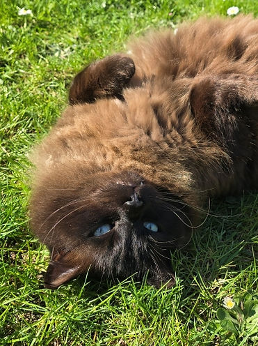 chat allongé sur le dos dans l'herbe, prenant le soleil