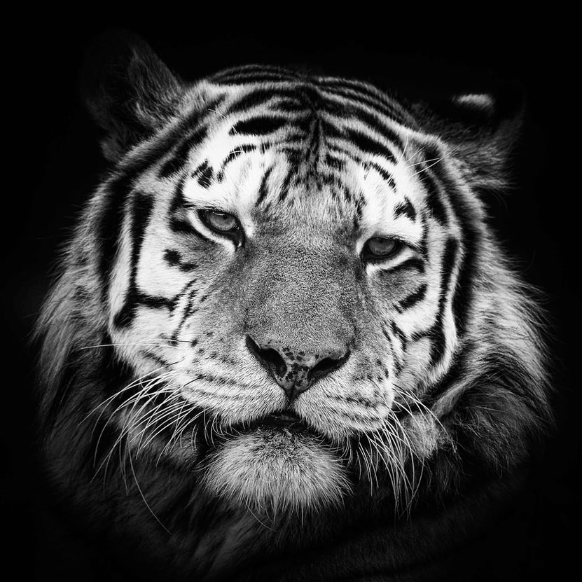 Black and White portrait of a Tiger