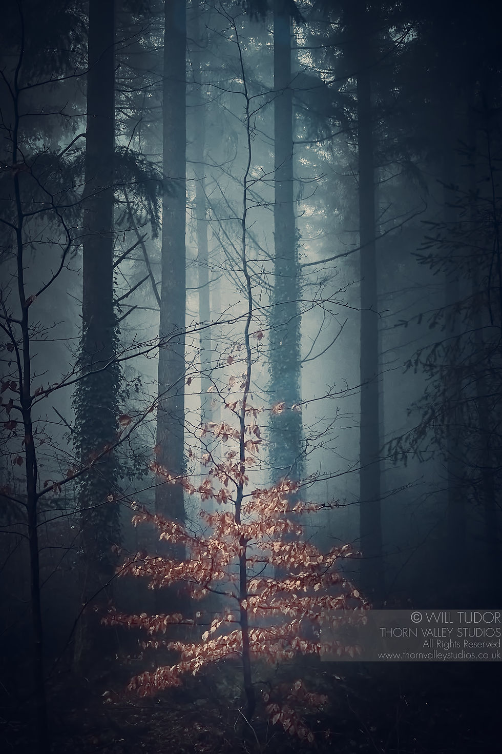 Misty dark forest with tall pine trunks and a sunlit orange branch; watermark reads Will Tudor, Thorn Valley Studios.