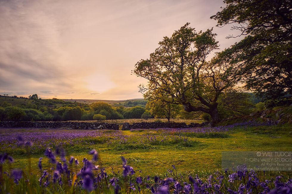 Sunset over a wildflower meadow with a large tree and stone wall; purple blooms in foreground, peaceful rural scene, watermark text.