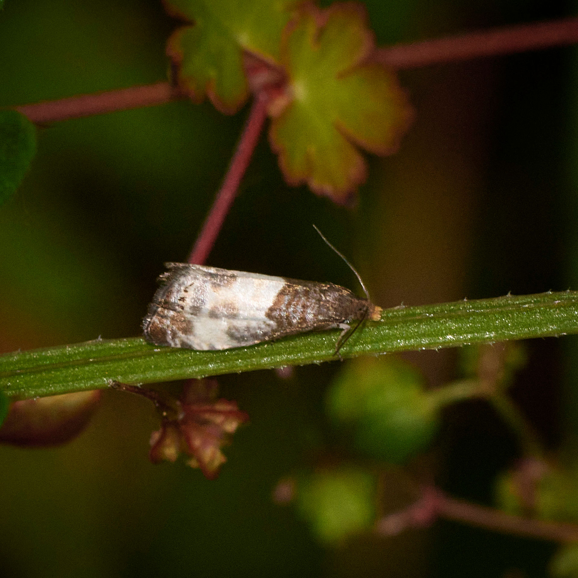 Small moth resting on a green stem with brown and white markings.