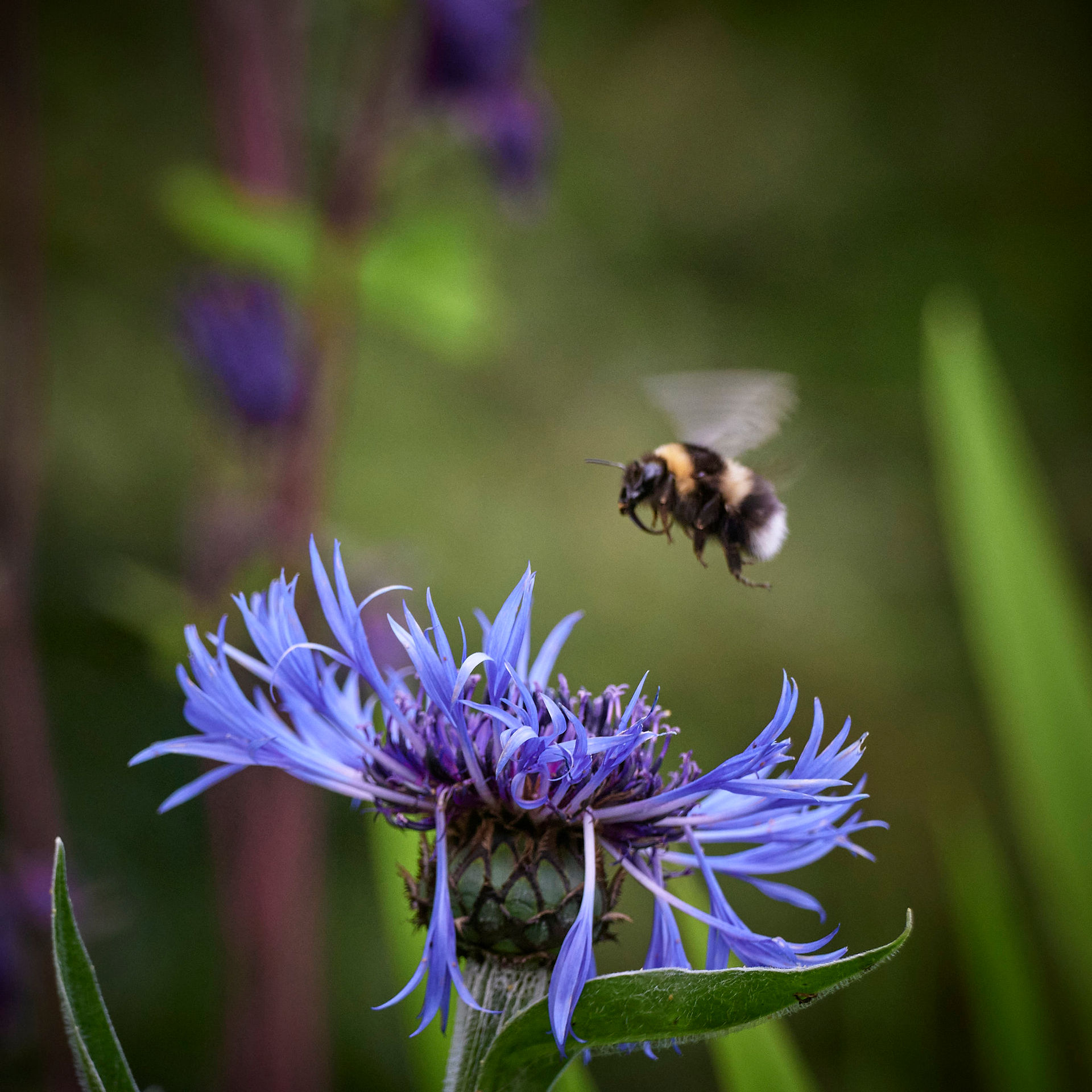 Bumblebee flies toward blue flower, Project Farlacombe - Documenting Nature on a farm. May 2023, Thorn Valley Studios.