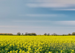 Rape Fields, Alcester Warwickshire